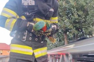 Tulcea: Pui de papagal, recuperat de pompieri