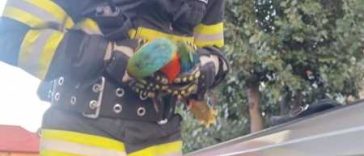 Tulcea: Pui de papagal, recuperat de pompieri