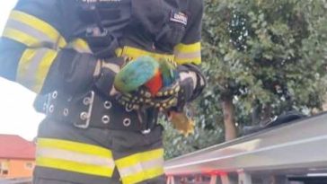 Tulcea: Pui de papagal, recuperat de pompieri