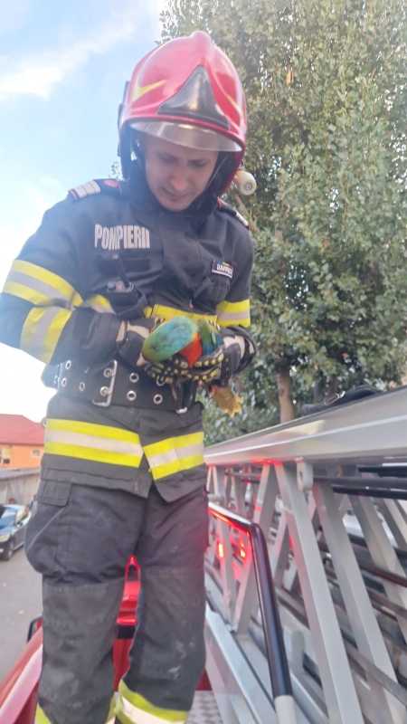 Tulcea: Pui de papagal, recuperat de pompieri