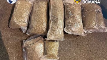 Bihor: Trei tineri, prinși în flagrant cu peste cinci kilograme de canabis, arestați preventiv