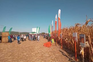 Maramureș: Fermierii cultivatori de porumb din județ caută să se adapteze la clima actuală, cu caniculă și lipsă a ploilor