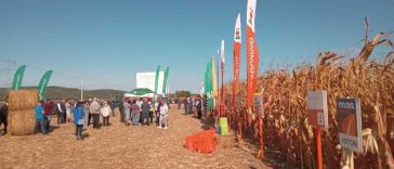 Maramureș: Fermierii cultivatori de porumb din județ caută să se adapteze la clima actuală, cu caniculă și lipsă a ploilor