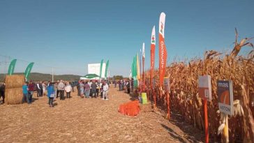 Maramureș: Fermierii cultivatori de porumb din județ caută să se adapteze la clima actuală, cu caniculă și lipsă a ploilor