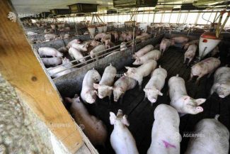 Efectivele de porci, în creștere cu 11,6%, la 1 mai 2026