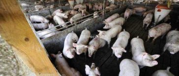 Efectivele de porci, în creștere cu 11,6%, la 1 mai 2026