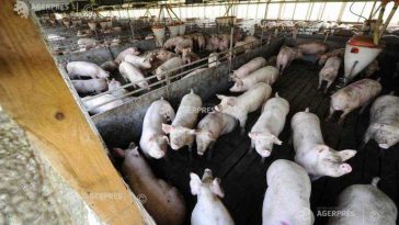 Efectivele de porci, în creștere cu 11,6%, la 1 mai 2026