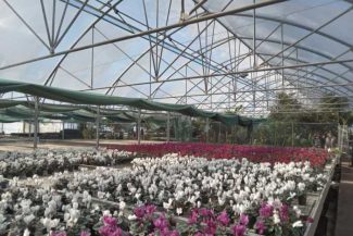 Maramureș: Expo Flora mută accentul pe latura educativă și oferă sprijin celor care încep grădinăritul (GALERIE FOTO)