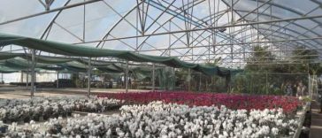 Maramureș: Expo Flora mută accentul pe latura educativă și oferă sprijin celor care încep grădinăritul (GALERIE FOTO)