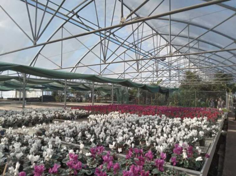 Maramureș: Expo Flora mută accentul pe latura educativă și oferă sprijin celor care încep grădinăritul (GALERIE FOTO)