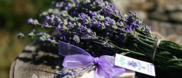 Peste 50 de producători, artizani și branduri creative românești, între 25 și 27 septembrie, la Lavanda Fest