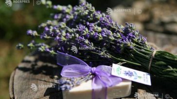 Peste 50 de producători, artizani și branduri creative românești, între 25 și 27 septembrie, la Lavanda Fest