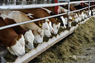 Irlanda are mai multe bovine decât locuitori și exportă carne de vită de 3,1 miliarde euro