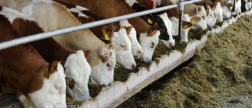 Irlanda are mai multe bovine decât locuitori și exportă carne de vită de 3,1 miliarde euro