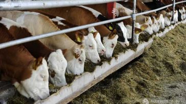 Irlanda are mai multe bovine decât locuitori și exportă carne de vită de 3,1 miliarde euro