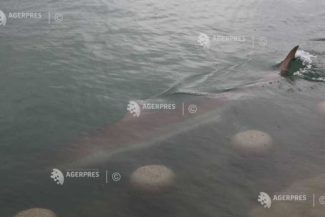 Rechinul care a omorât un înotător pe plaja Sorrento din Australia este căutat pentru a fi ucis