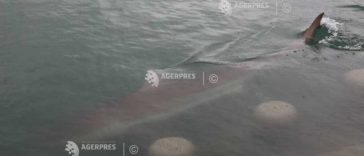Rechinul care a omorât un înotător pe plaja Sorrento din Australia este căutat pentru a fi ucis