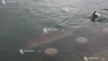 Rechinul care a omorât un înotător pe plaja Sorrento din Australia este căutat pentru a fi ucis
