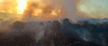 VIDEO Giurgiu: O suprafață de 120 de hectare de livadă, stuf și pădure a ars la Vieru, de la un foc deschis la o miriște