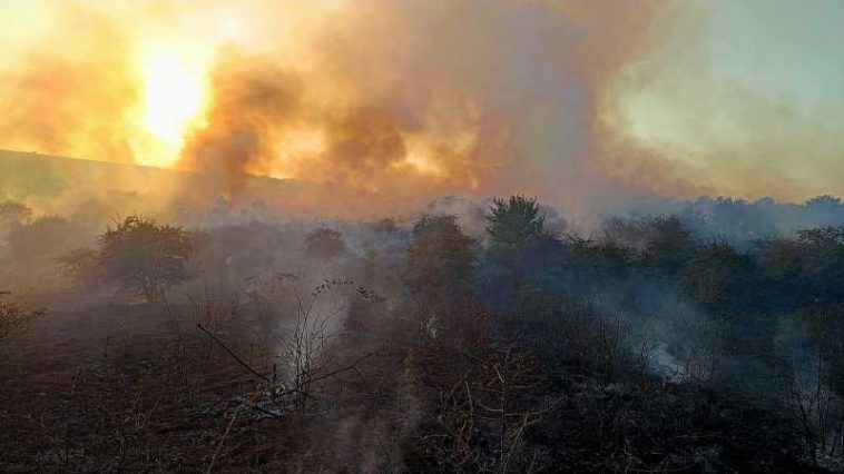 Giurgiu: O suprafață de 120 de hectare de livadă, stuf și pădure a ars la Vieru, de la un foc deschis la o miriște