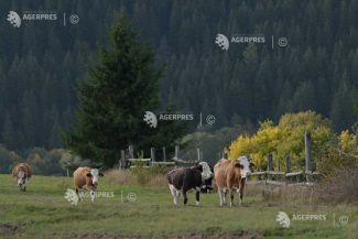 INS: Efectivele de bovine au crescut cu 0,5%, la 1 iunie 2026