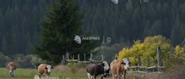 INS: Efectivele de bovine au crescut cu 0,5%, la 1 iunie 2026