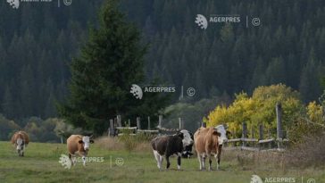 INS: Efectivele de bovine au crescut cu 0,5%, la 1 iunie 2026