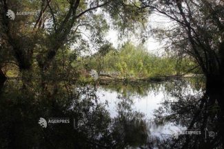 Tulcea: Circa 60% din exemplarele de șacal permise a fi capturate, extrase din Deltă