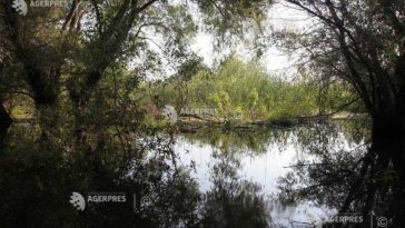 Tulcea: Circa 60% din exemplarele de șacal permise a fi capturate, extrase din Deltă
