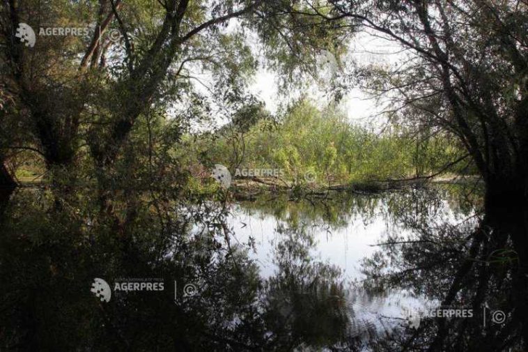Tulcea: Circa 60% din exemplarele de șacal permise a fi capturate, extrase din Deltă