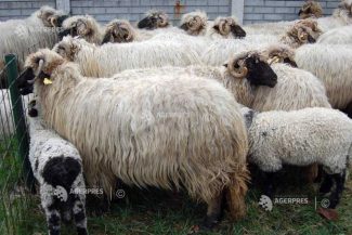 ANSVSA: Campania de vaccinare a ovinelor și caprinelor este prevăzută să înceapă cel târziu la 1 octombrie