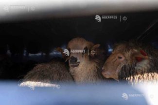 ANSVSA: Un nou transport ilegal de ovine, oprit de Poliție în județul Alba