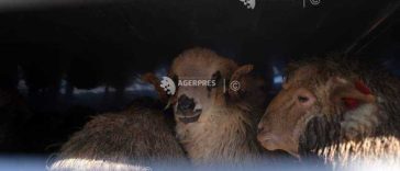 ANSVSA: Un nou transport ilegal de ovine, oprit de Poliție în județul Alba