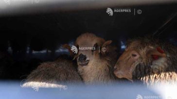 ANSVSA: Un nou transport ilegal de ovine, oprit de Poliție în județul Alba