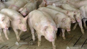 Parlamentul a adoptat modificări și clarificări la schemele de ajutor de stat destinate crescătorilor de suine și de bovine (minister)