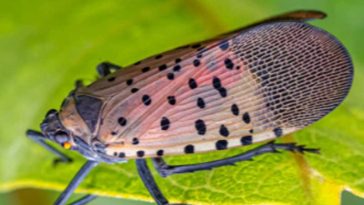 O insectă invazivă care a provocat pierderi agricole semnificative în Statele Unite a fost descoperită în Ungaria