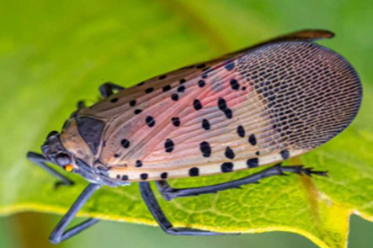 O insectă invazivă care a provocat pierderi agricole semnificative în Statele Unite a fost descoperită în Ungaria