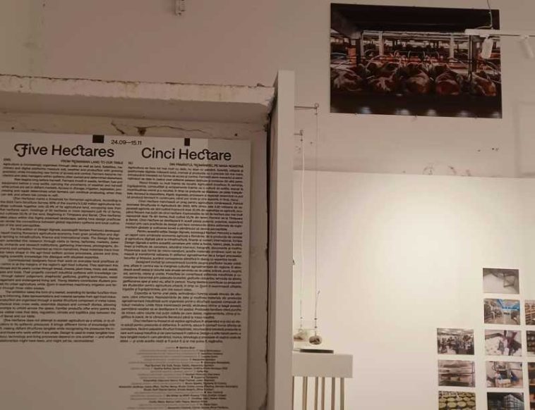 VIDEO REPORTAJ Timiș: Expoziția ‘Cinci hectare’ – de la povestea pâinii până la riscurile asumate de micii producători agricoli
