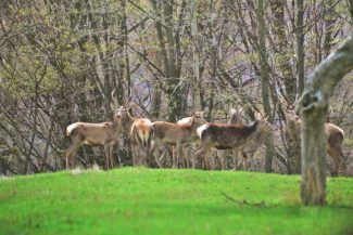 VIDEO Gorj: Spectacol în Parcul Național Defileul Jiului – boncănitul cerbilor e în toi și se aude și în apartamentele localnicilor