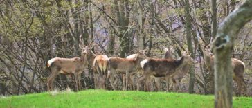 VIDEO Gorj: Spectacol în Parcul Național Defileul Jiului – boncănitul cerbilor e în toi și se aude și în apartamentele localnicilor