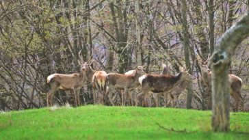 VIDEO Gorj: Spectacol în Parcul Național Defileul Jiului – boncănitul cerbilor e în toi și se aude și în apartamentele localnicilor