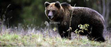 Neamț: O ursoaică și doi pui, alungați de jandarmi din grădinile oamenilor din localitatea Topoliceni