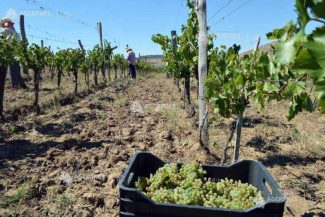APIA: Producătorii vitivinicoli mai pot depune cereri pentru investiții până la 19 octombrie