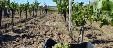 APIA: Producătorii vitivinicoli mai pot depune cereri pentru investiții până la 19 octombrie