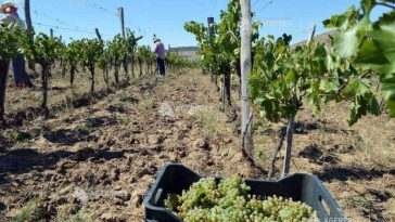 APIA: Producătorii vitivinicoli mai pot depune cereri pentru investiții până la 19 octombrie