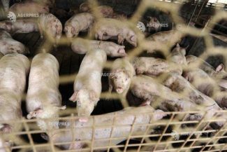 Buzău: Toate cele 5.700 de suine afectate de PPA au fost sacrificate; au început operațiunile de dezinfecție