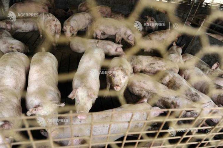 Buzău: Toate cele 5.700 de suine afectate de PPA au fost sacrificate; au început operațiunile de dezinfecție