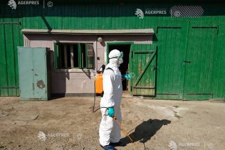 Buzău: Trei noi focare de pestă porcină africană; DSVSA a impus sacrificarea animalelor