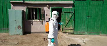 Buzău: Trei noi focare de pestă porcină africană; DSVSA a impus sacrificarea animalelor