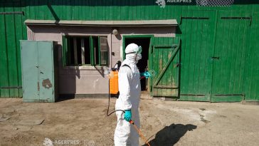 Buzău: Trei noi focare de pestă porcină africană; DSVSA a impus sacrificarea animalelor